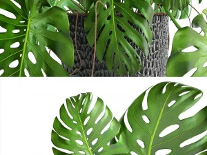 monstera 3D Model