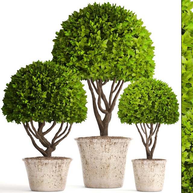 topiary trees 3D Model .c4d .max .obj .3ds .fbx .stl .blend 