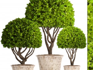 topiary trees 3D Model