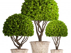 topiary trees 3D Model