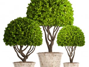 alberi topiaria Modello 3D