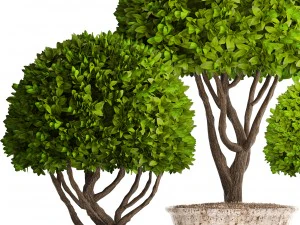 alberi topiaria Modello 3D