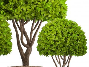 alberi topiaria Modello 3D