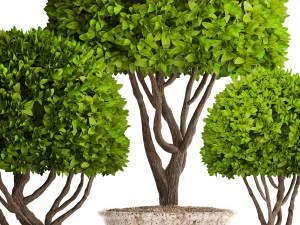 alberi topiaria Modello 3D