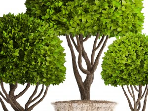alberi topiaria Modello 3D