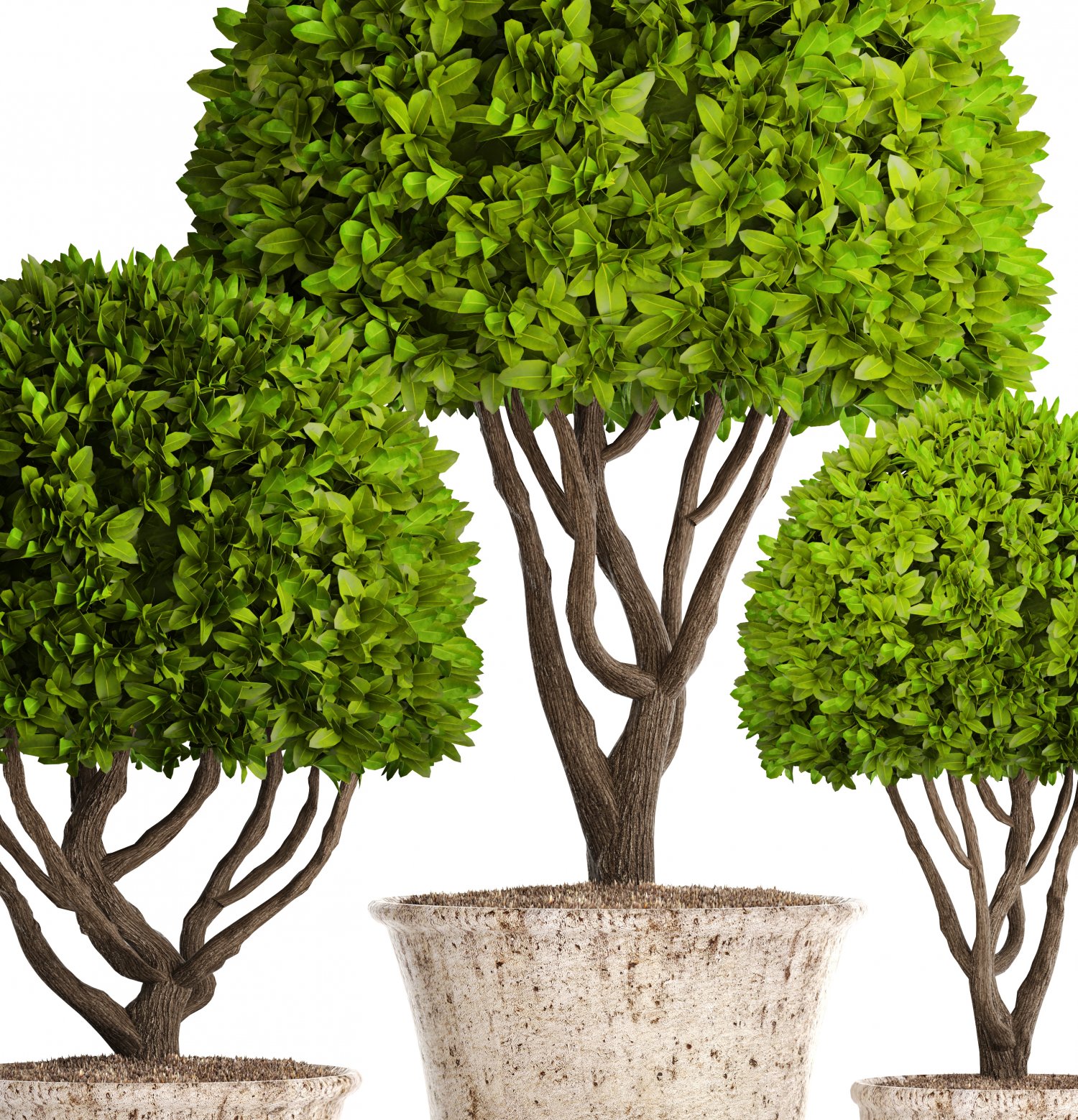 Деревья до 3 м. Дерево 3d. дерево из 3 букв. topiary trees 3d. деревья топиарий gyu.