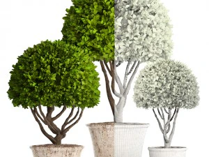 alberi topiaria Modello 3D
