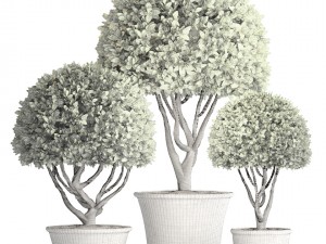 topiary trees 3D Model