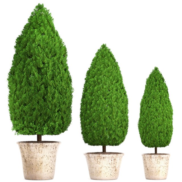 cupressus and thuja Modello 3D .c4d .max .obj .3ds .fbx .stl .blend 