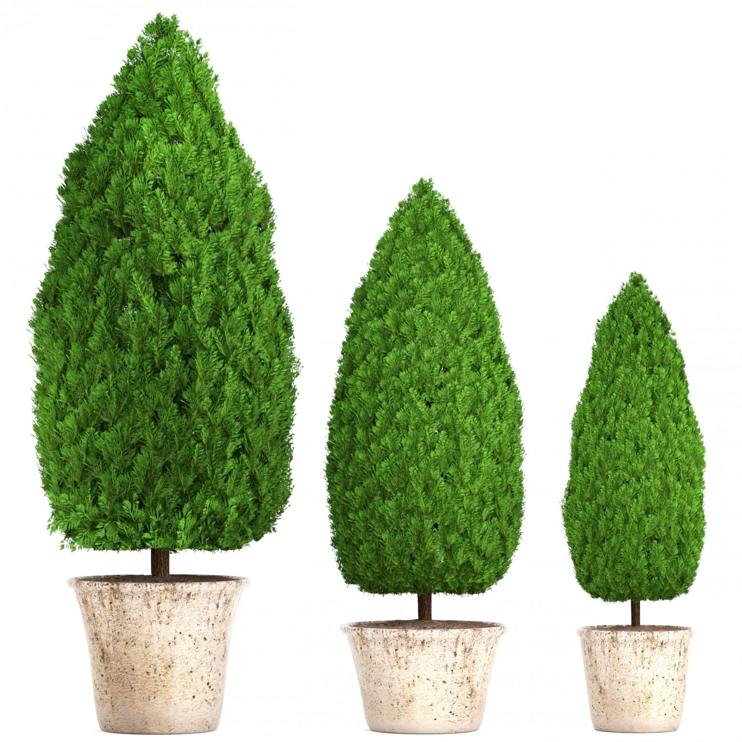cupressus and thuja 3D Model .c4d .max .obj .3ds .fbx .stl .blend 
