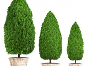 cupressus and thuja Modello 3D