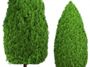 cupressus and thuja Modello 3D