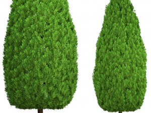 cupressus and thuja Modello 3D