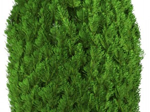 cupressus and thuja Modello 3D