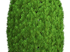 cupressus and thuja Modello 3D