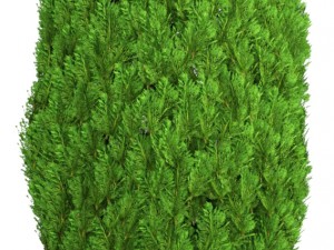 cupressus and thuja Modello 3D