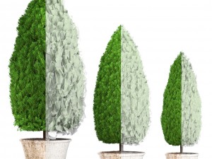 cupressus and thuja Modello 3D