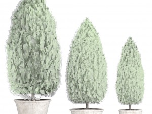 cupressus and thuja Modello 3D