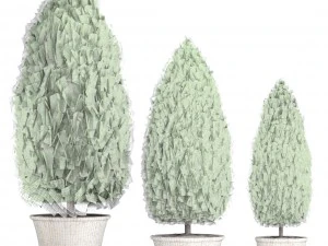 cupressus and thuja 3D Model