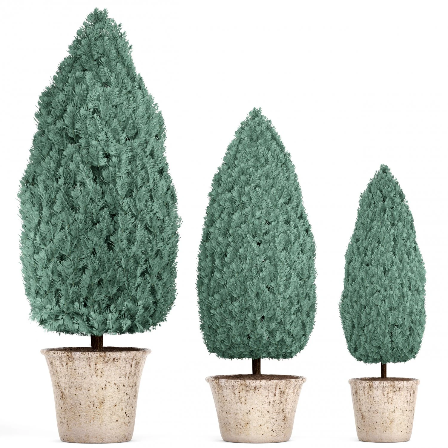 cupressus and thuja blue 3D Model .c4d .max .obj .3ds .fbx .stl .blend