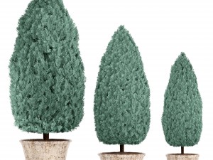 cupressus and thuja blue Modello 3D