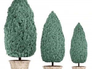 쿠프레서스와 투야 블루 3D 모델