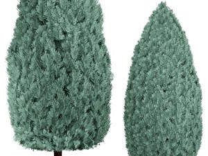 cupressus and thuja blue Modello 3D