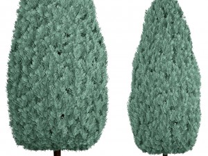 cupressus and thuja blue Modello 3D