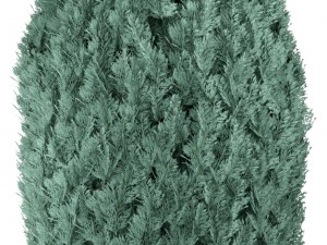 cupressus and thuja blue Modello 3D
