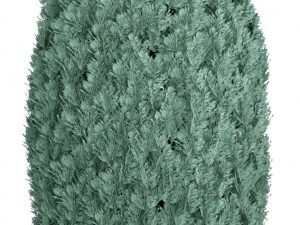 cupressus and thuja blue Modello 3D