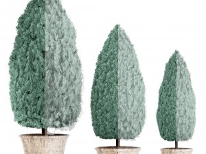 cupressus and thuja blue Modello 3D