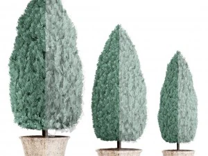 cupressus and thuja blue 3D Model