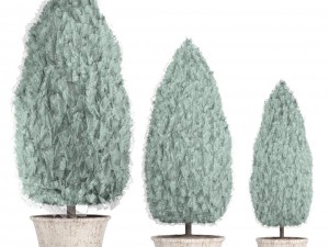 cupressus and thuja blue Modello 3D