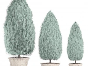 cupressus and thuja blue 3D Model