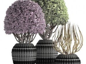 ornamental tree 3D मॉडल