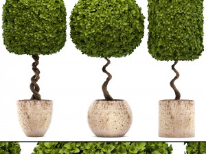 topiary trees Modèle 3D