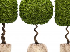topiary trees 3D 모델
