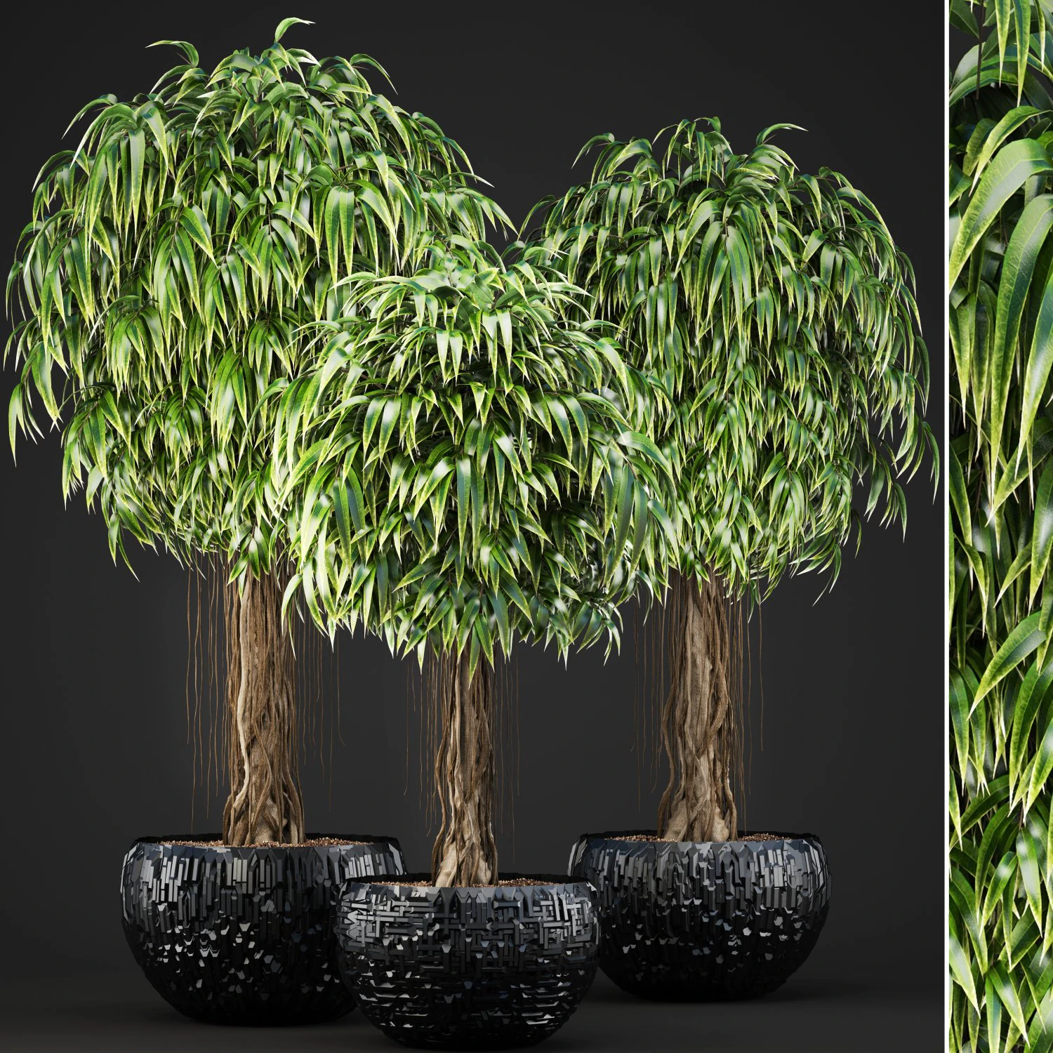 ficus alii trees 3D Model .c4d .max .obj .3ds .fbx .stl .blend 
