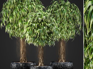 ficus alii trees Modelo 3D