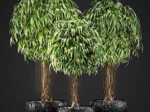 ficus alii trees 3D Model