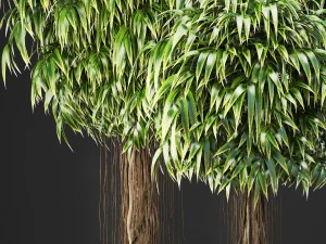 ficus alii trees 3D Model