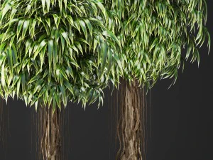 ficus alii trees 3D Model