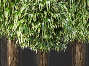 ficus alii trees 3D Модель