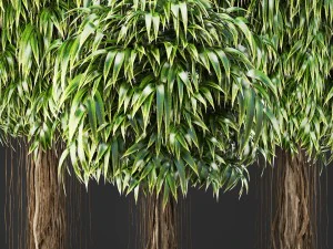 ficus alii trees 3D Model