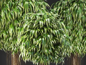 ficus alii trees 3D Model