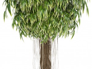 ficus alii trees 3D Модель