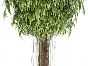 ficus alii trees 3D Model
