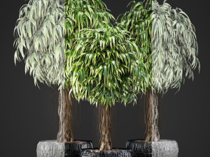 ficus alii trees 3D Модель