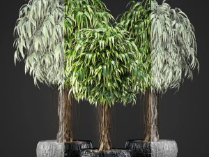 ficus alii trees 3D Model