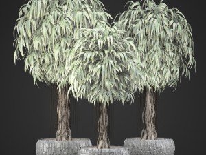 ficus alii trees 3D Модель